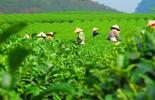 Social Responsibility Responsible Sourcing tea farm